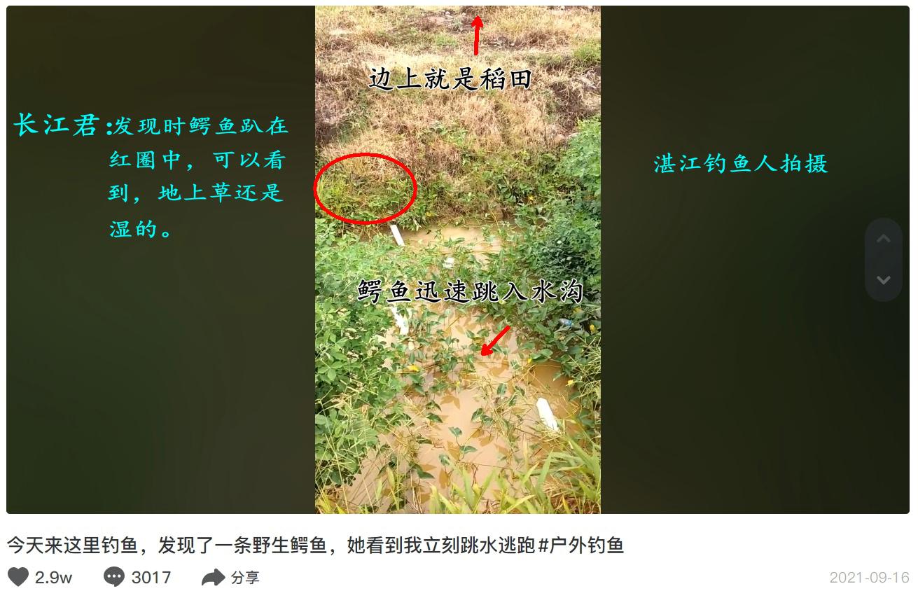 一名男子去河边钓鱼发现鳄鱼,无人区钓鱼遭鳄鱼袭击