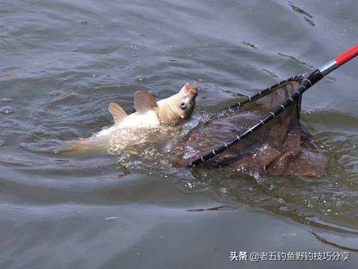 鲤鱼很难钓吗视频,鲤鱼最难的做法