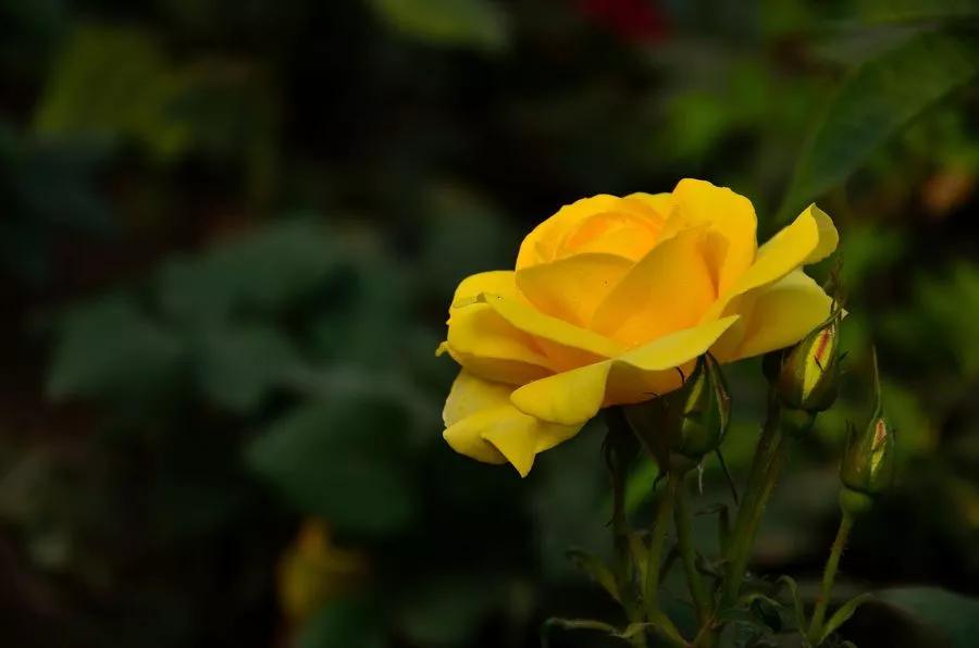 岁月拾遗——想起知青好友陈妙玲