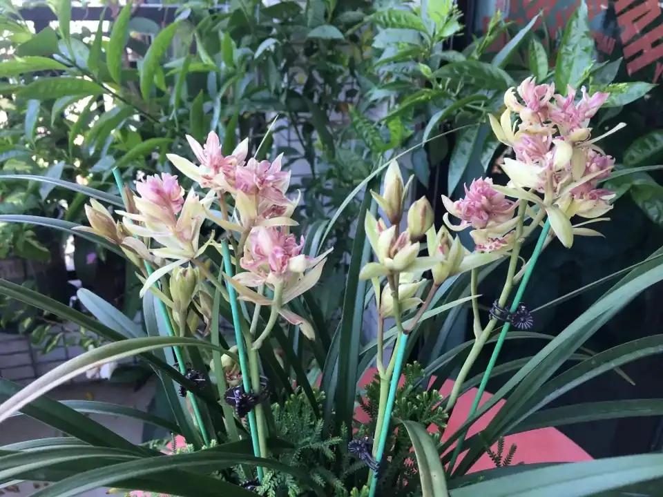 什么兰花最好养又香又好看,推荐几款香味俱全好养的兰花