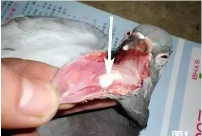 毛滴虫球虫最怕什么,毛滴虫鸽子症状