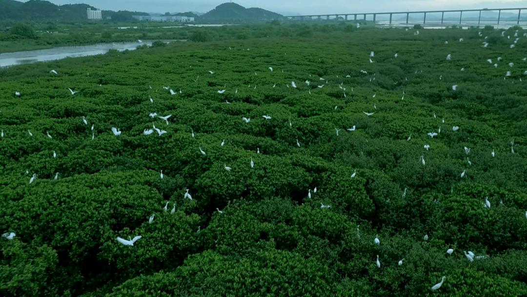 恩平两日游,长假不拥挤的城市