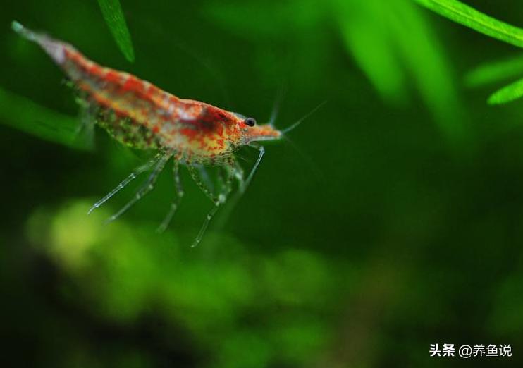 黑壳虾爆缸养什么好,樱花虾怎么养才能抱卵