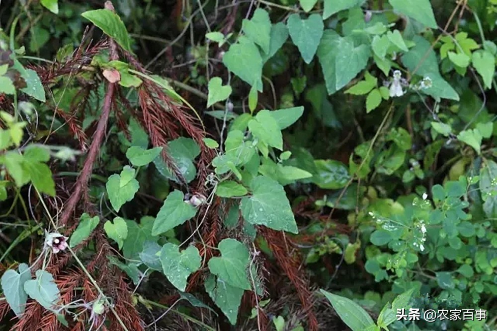 这种野草不值钱但它的根是稀罕货,有一种野草根部长得像人参