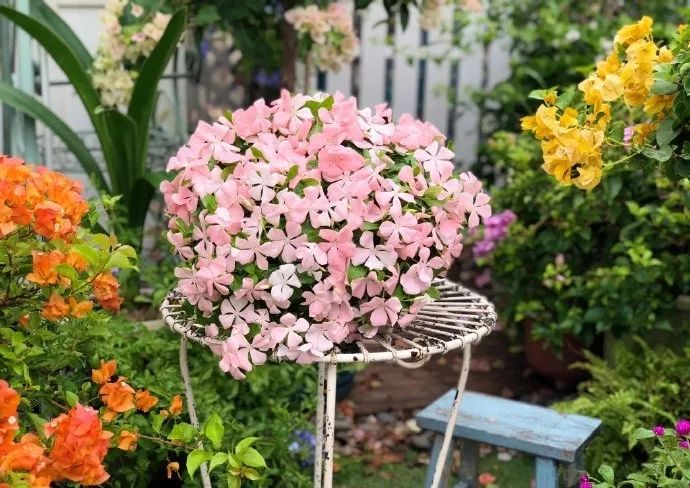 适合阳台养的四季开花有花香的花,花期长耐热耐寒又好养的花卉