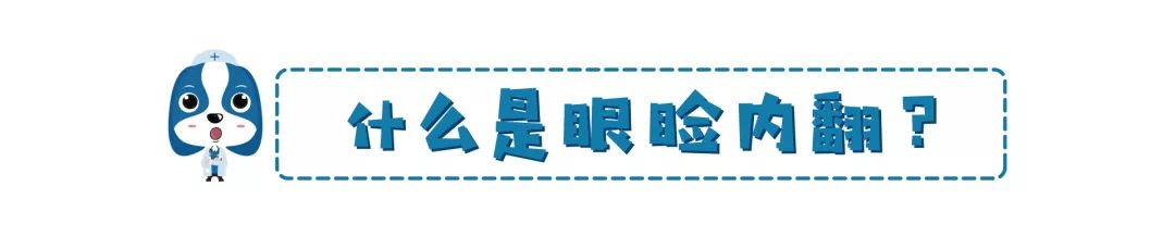 铲屎官请注意什么,铲屎官睫毛