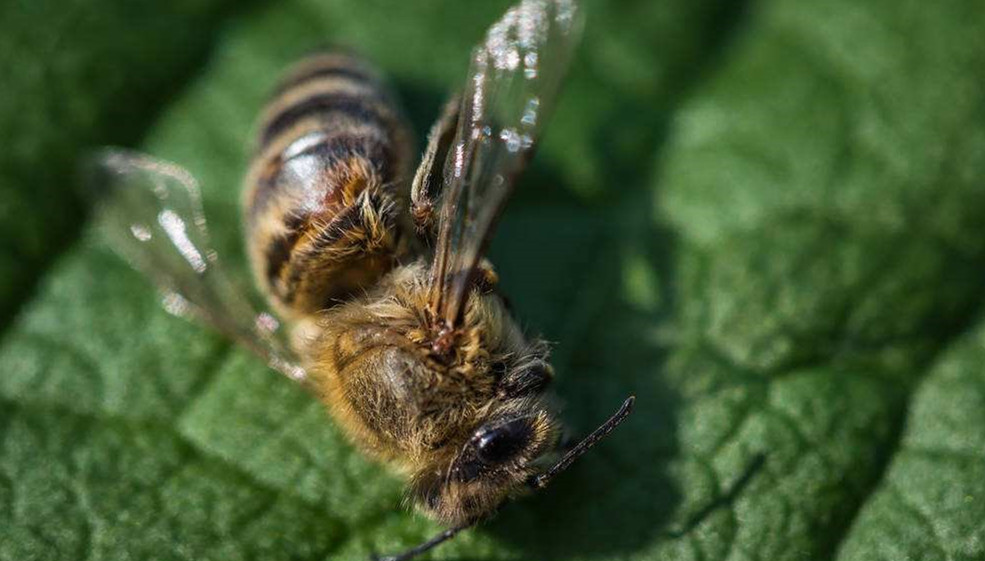 蜜蜂常见病害及防治方法,蜂农如何处理蜂蜜