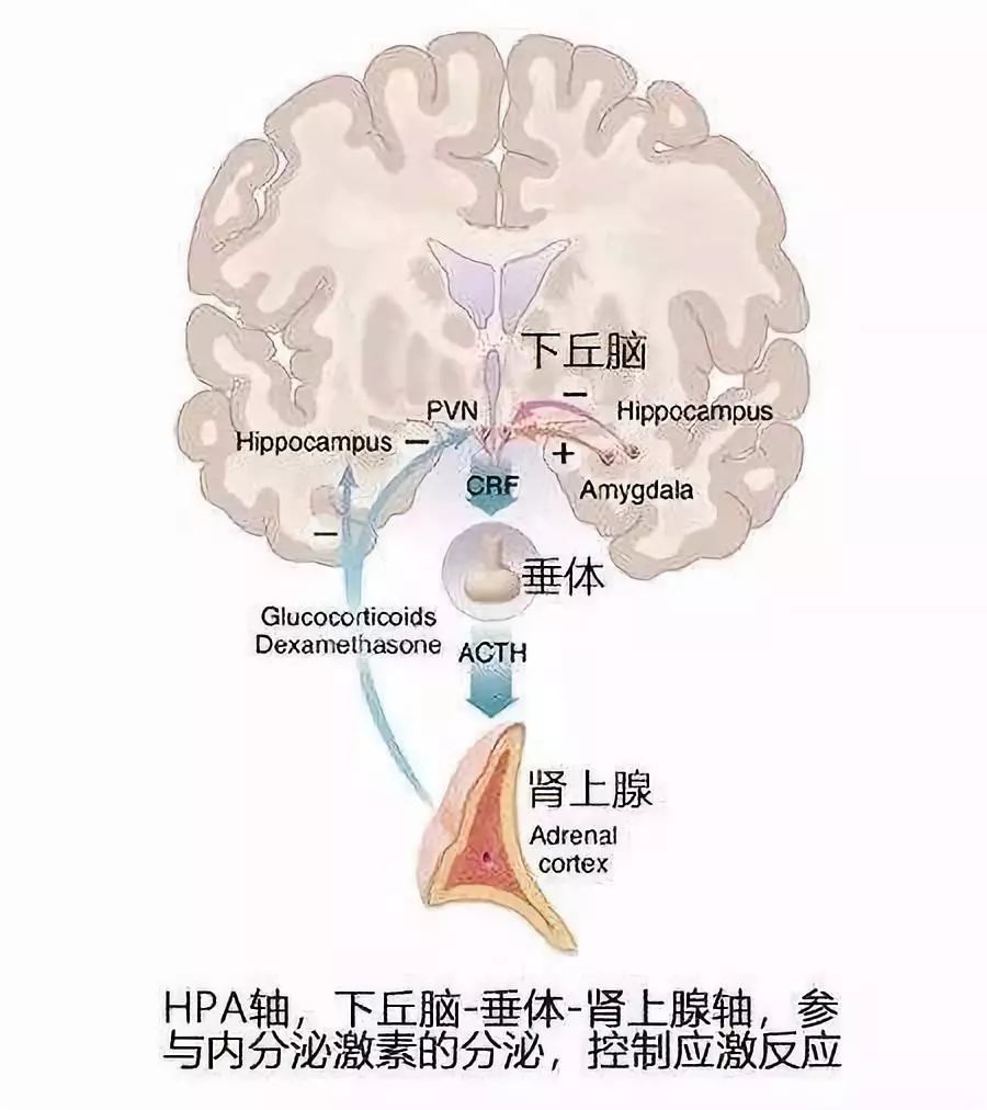 深入了解大脑,什么是肠脑轴