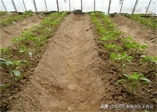 蔬菜定植后根系不长的原因是什么,蔬菜移栽下去不长是什么原因