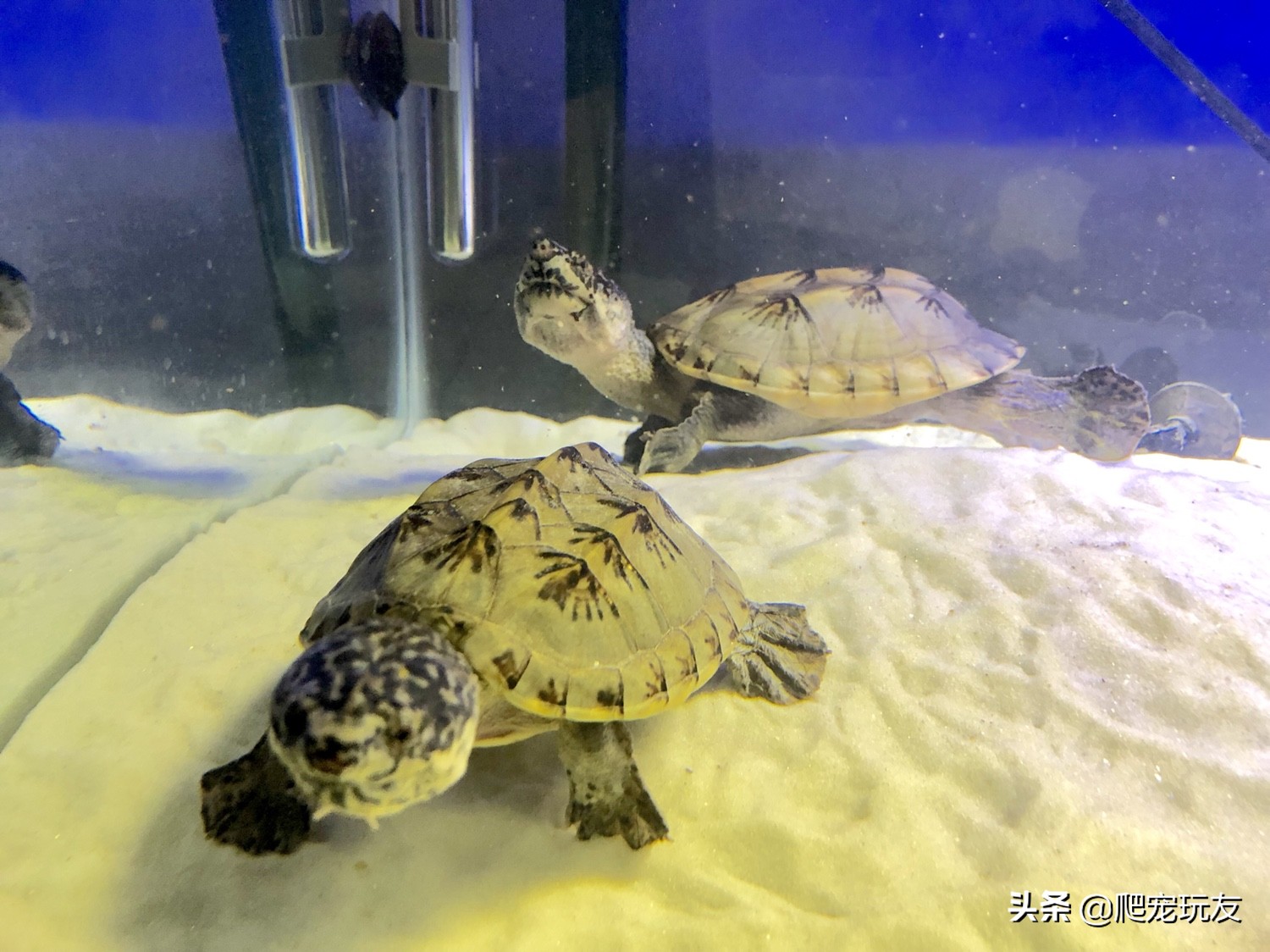 墨西哥巨蛋龟苗价格,三大巨蛋哪个好养