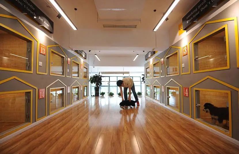 假期要把宠物送去寄养,以下5件事一定要做