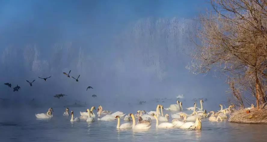冬天的阿勒泰冰雪,冬天的雪冰雪奇缘