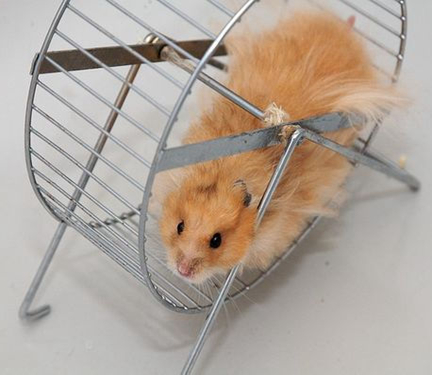 仓鼠贪吃是本性，除此之外吞噬能力与颜值远超噬元兽