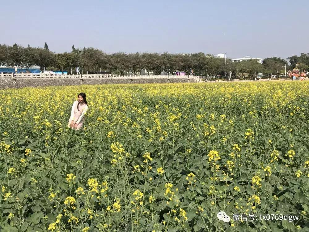 郑州春节周边景区免费景点大全,春节赏花的好去处