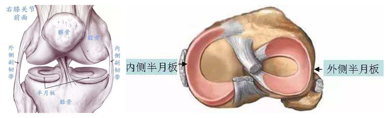 如何保护膝关节半月板,保护半月板的运动护具