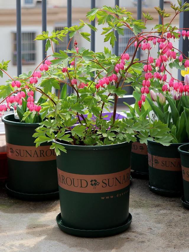 十大吉祥花,十大旺宅吉祥花