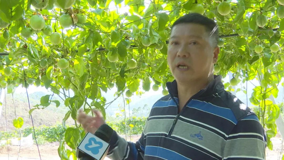 致富有道︱小小黄金百香果，托起乡村“致富梦”