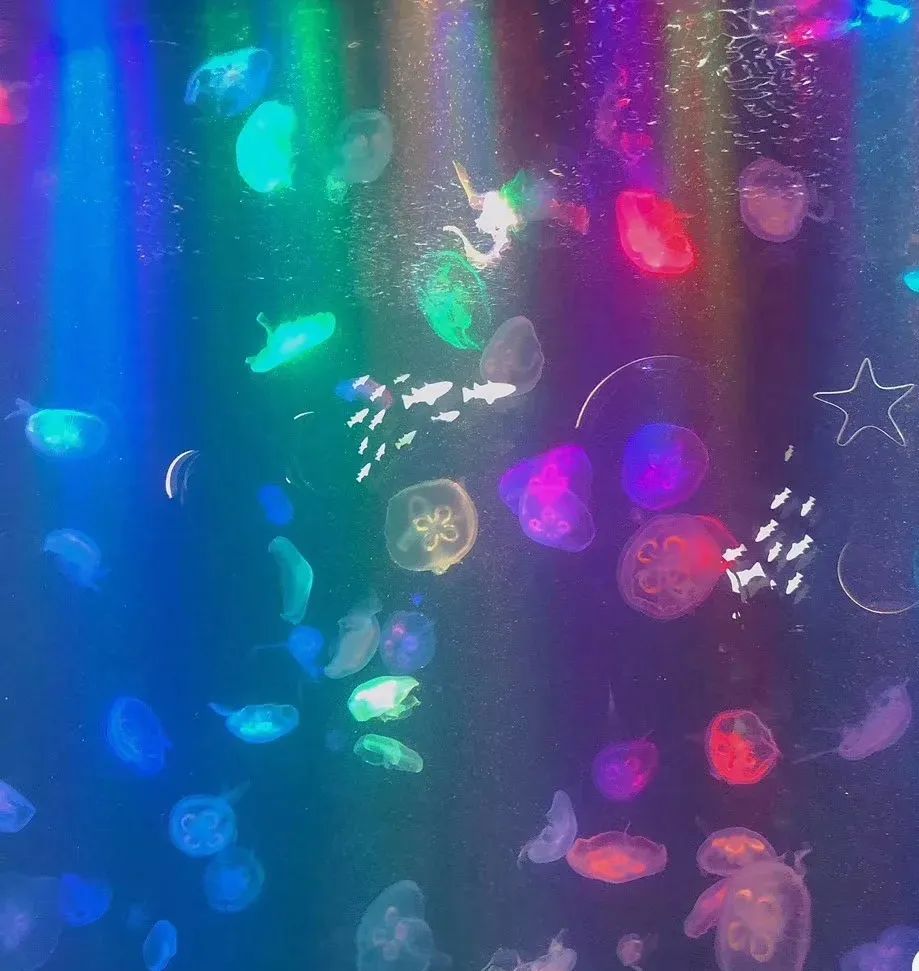 黄金海岸沙雕海洋乐园梦幻水世界,美爆了2019首届奇幻星空海洋馆