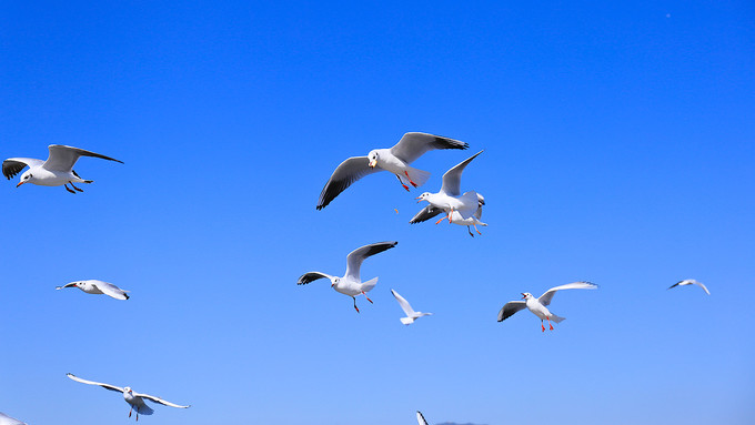 玩转云南昆明旅游攻略,云南昆明旅游全攻略最新