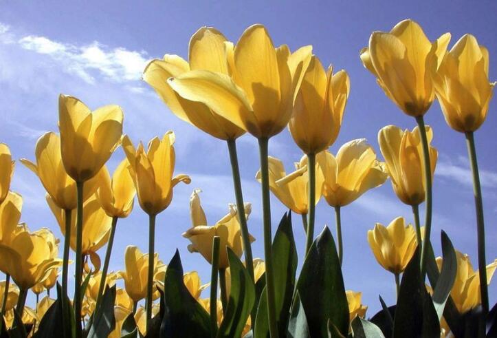 荷兰足球凋零,荷兰足球新一代崛起