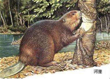 河狸皮毛的优点,河狸皮毛十分名贵