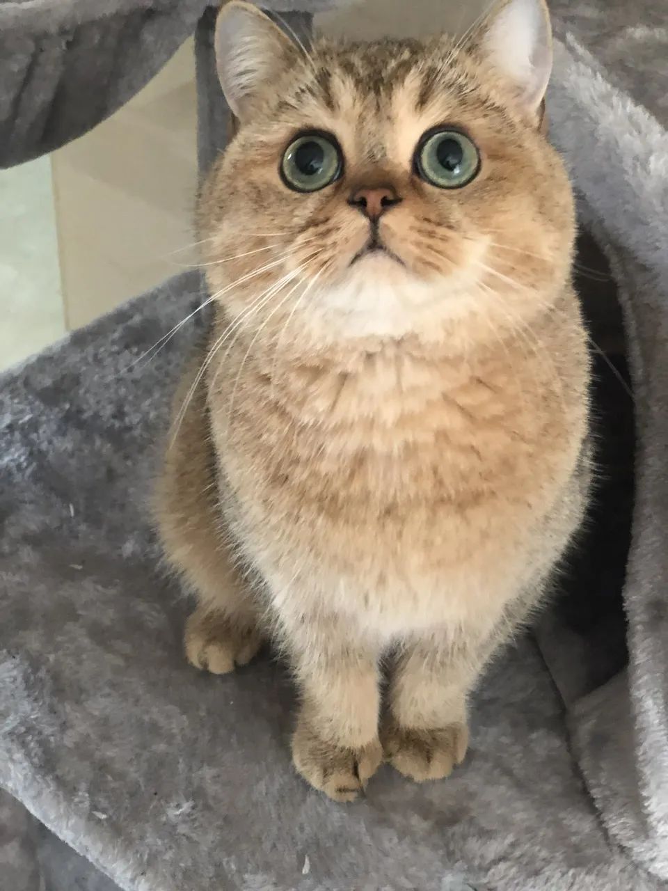 和宠物交流说什么,和宠物谈恋爱