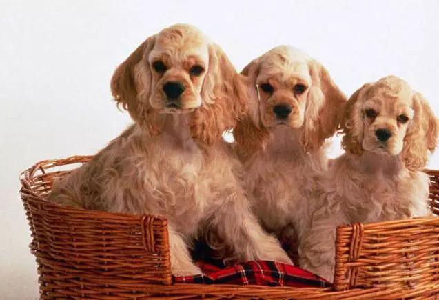 45种狗狗,45种狗狗很难得一见你认识几种