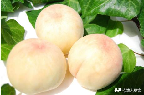 桃子成熟了怎么管理,桃子个头长小怎么办