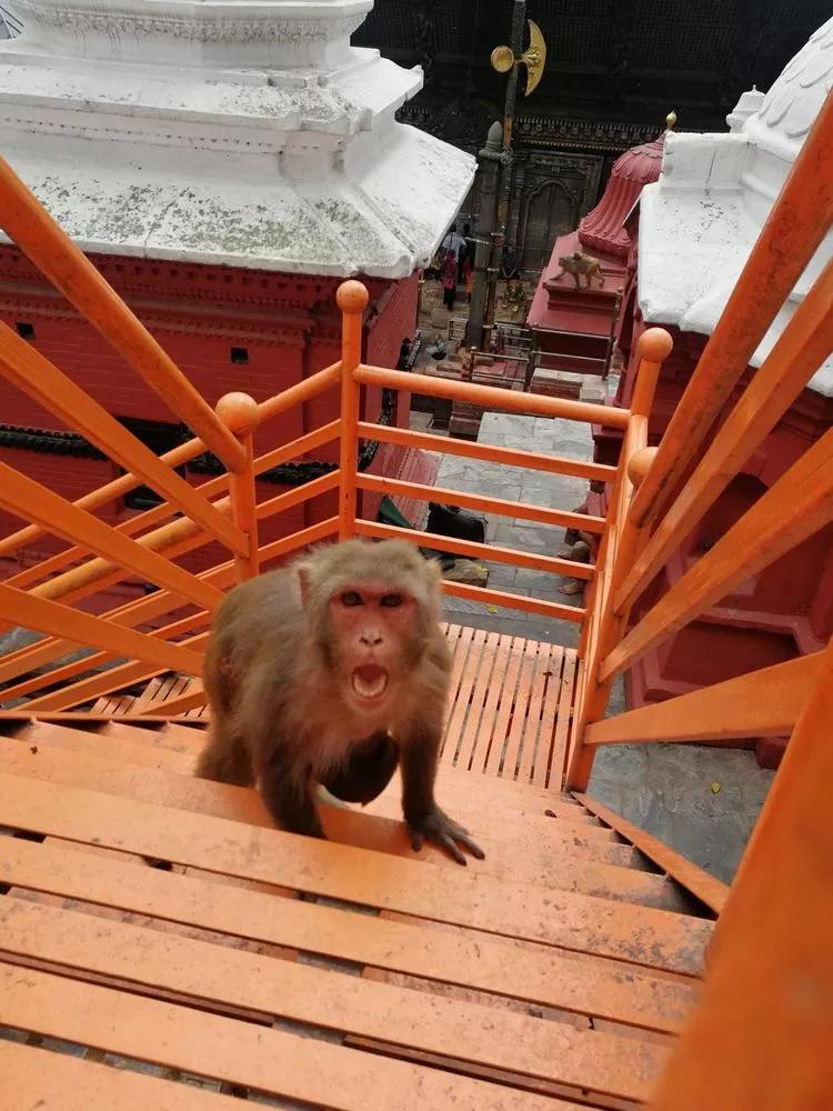 最新尼泊尔免签证费政策 (中国去尼泊尔免签证费)