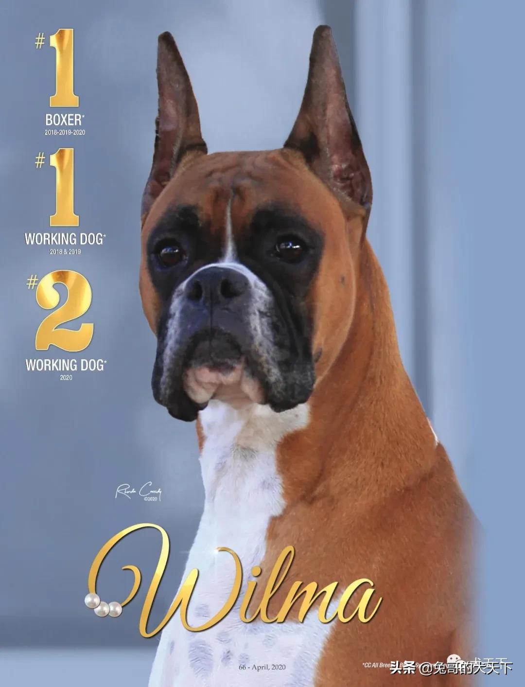 akc柴犬,2022年美国akc犬展冠军