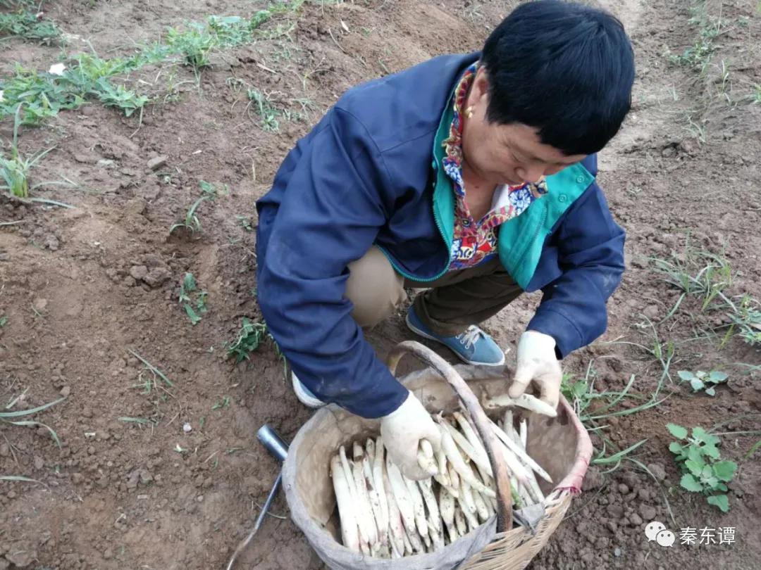 陕西大荔芦笋种植,大荔芦笋