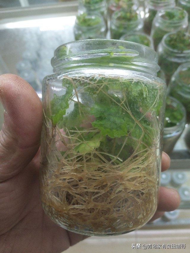 脱毒阳光玫瑰葡萄苗,阳光玫瑰特级苗