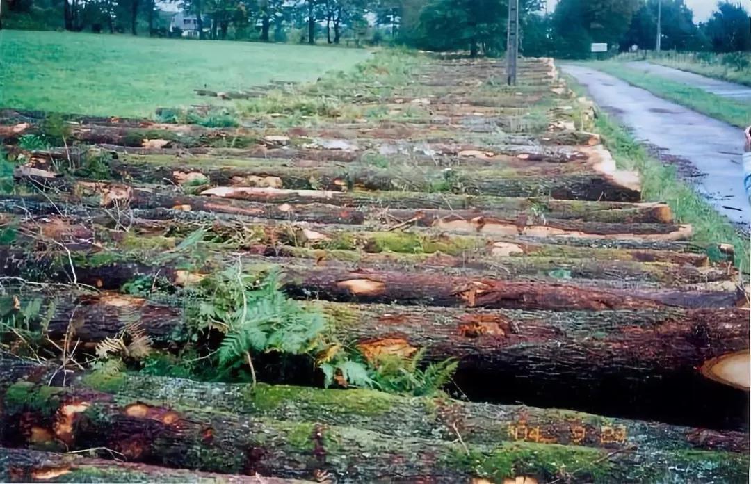 购买红橡实木家具,红橡和胡桃木床哪种好