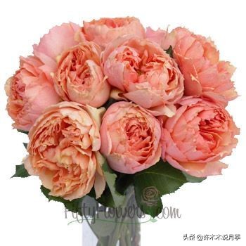 月季扦插发芽又枯萎是什么原因,月季扦插的都发芽了怎么就蔫了