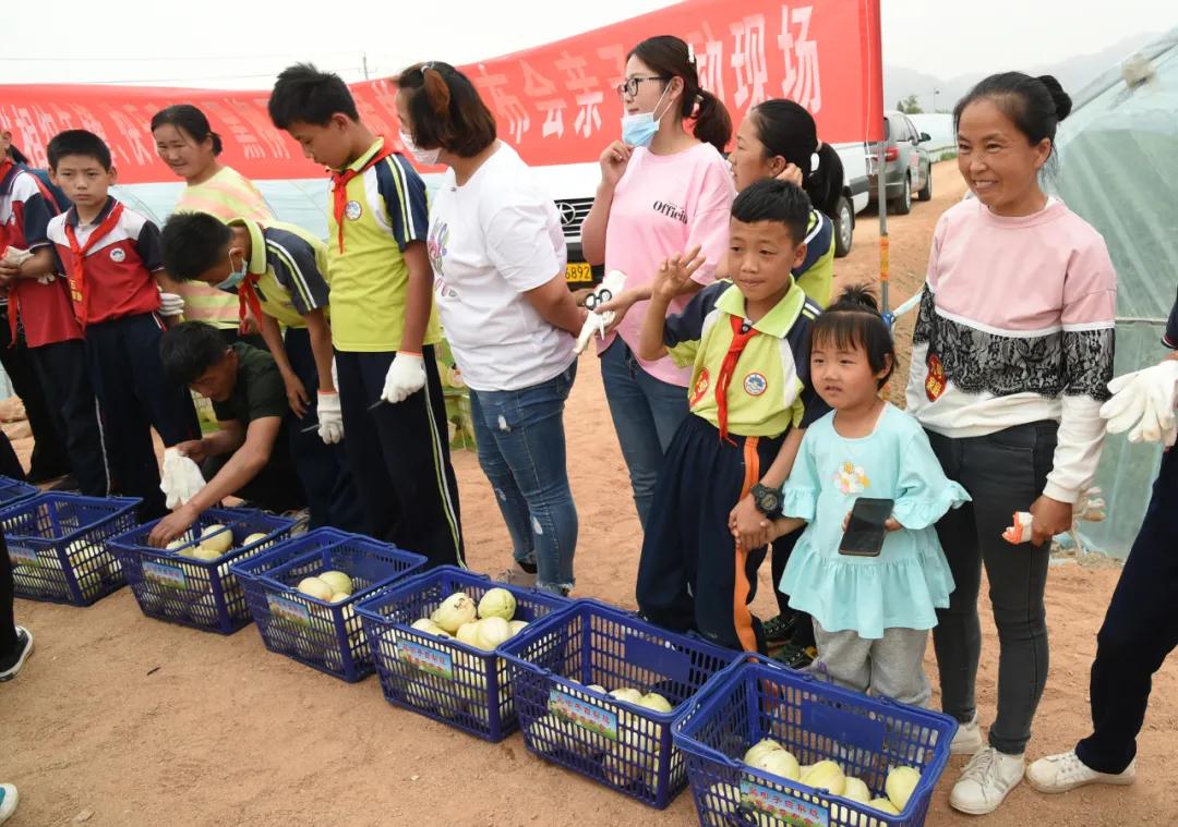 黑柳白梨脆,黑柳子白梨脆甜瓜直播