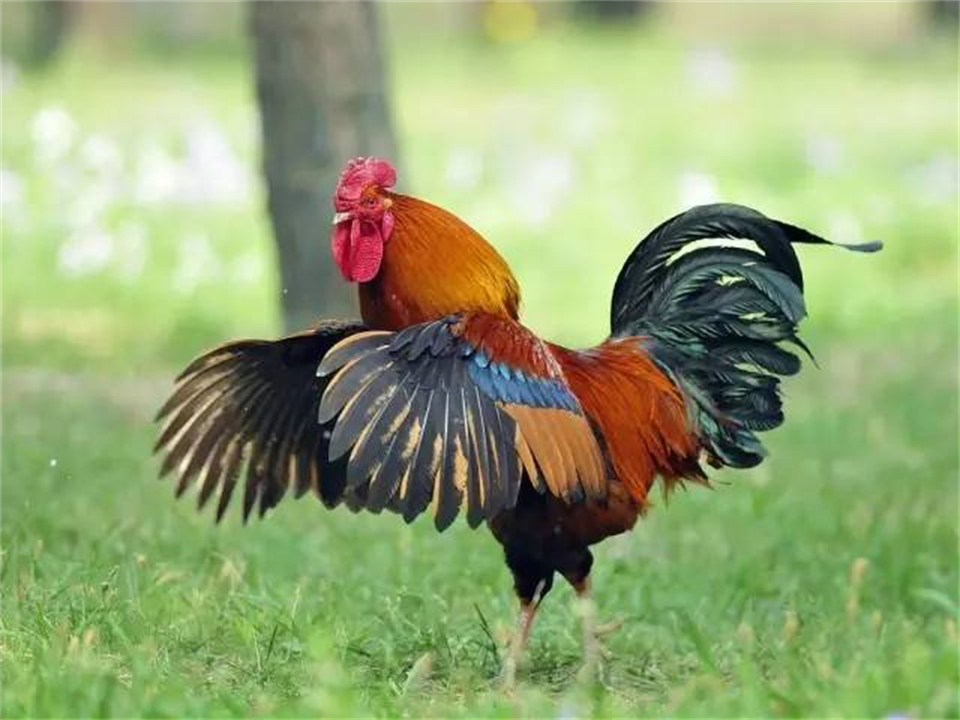 大公鸡可是蜈蚣的克星,大公鸡为什么吃了蜈蚣就要啄人