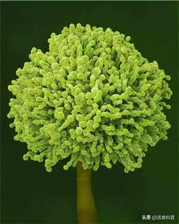 霉花生炒熟后还有黄曲霉素吗,变质花生炒熟后能杀灭黄曲霉素吗