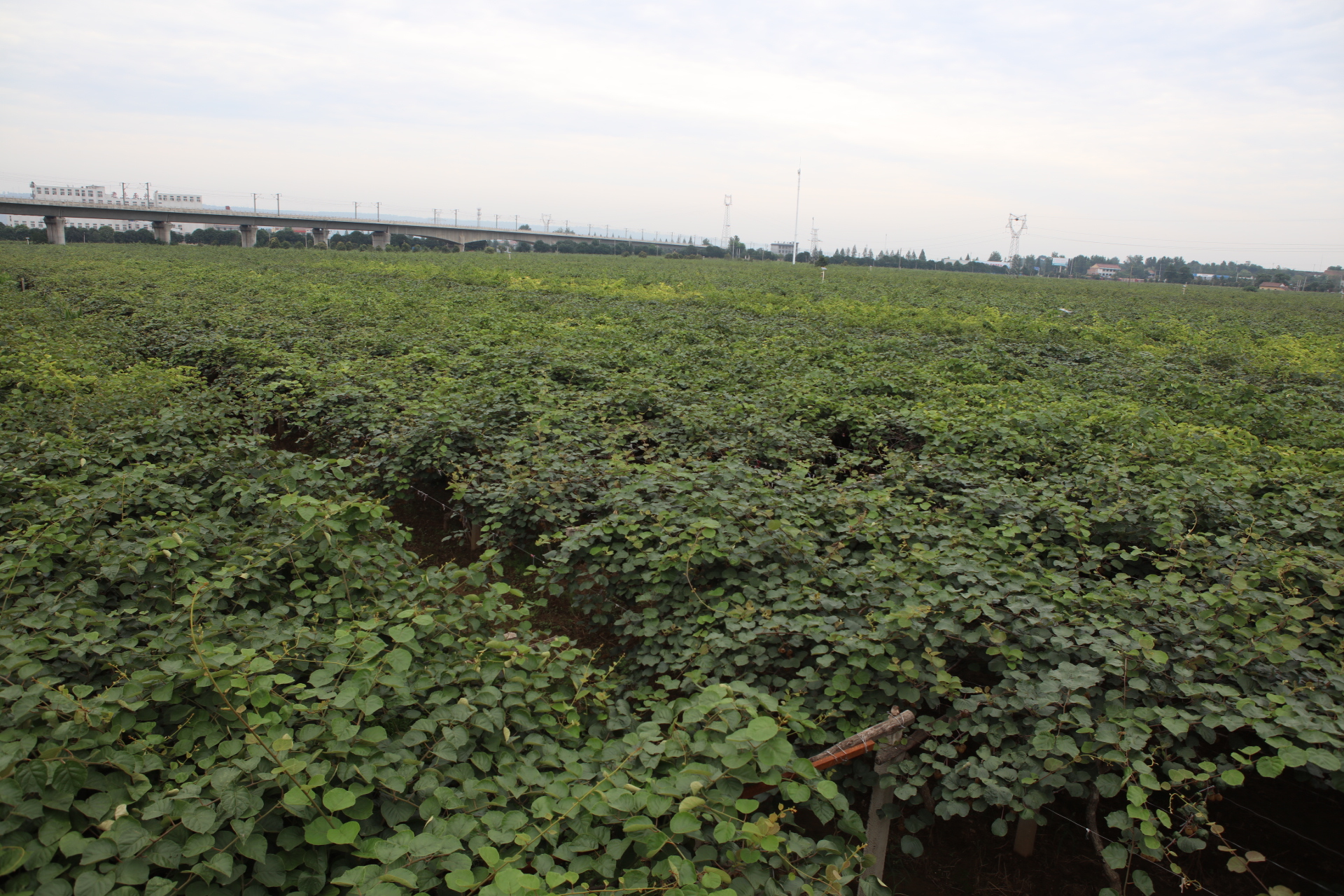 眉县农业猕猴桃,眉县种猕猴桃致富