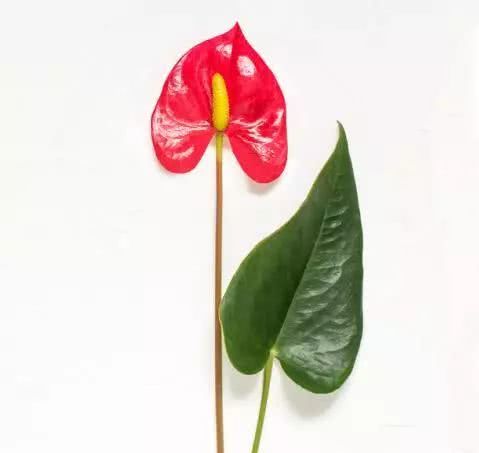 你家喜欢养的这种花居然有毒？不要放室内，更不要让小孩接触