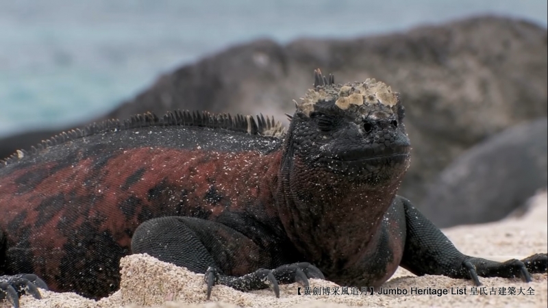 世界上最长寿的象龟多少岁,迄今发现最长寿的龟