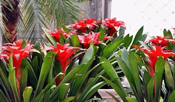 杀虫药大全及使用方法,常见10种杀虫配方