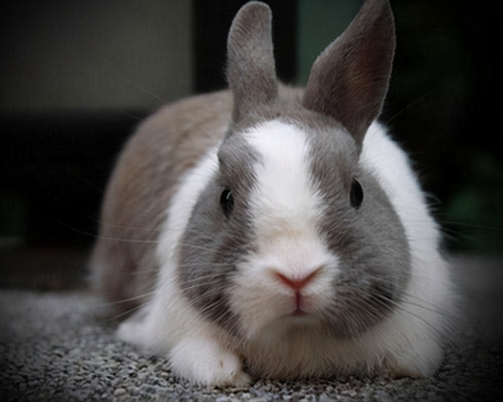 兔子拉屎发粘不吃东西,兔子拉屎没有规律吗