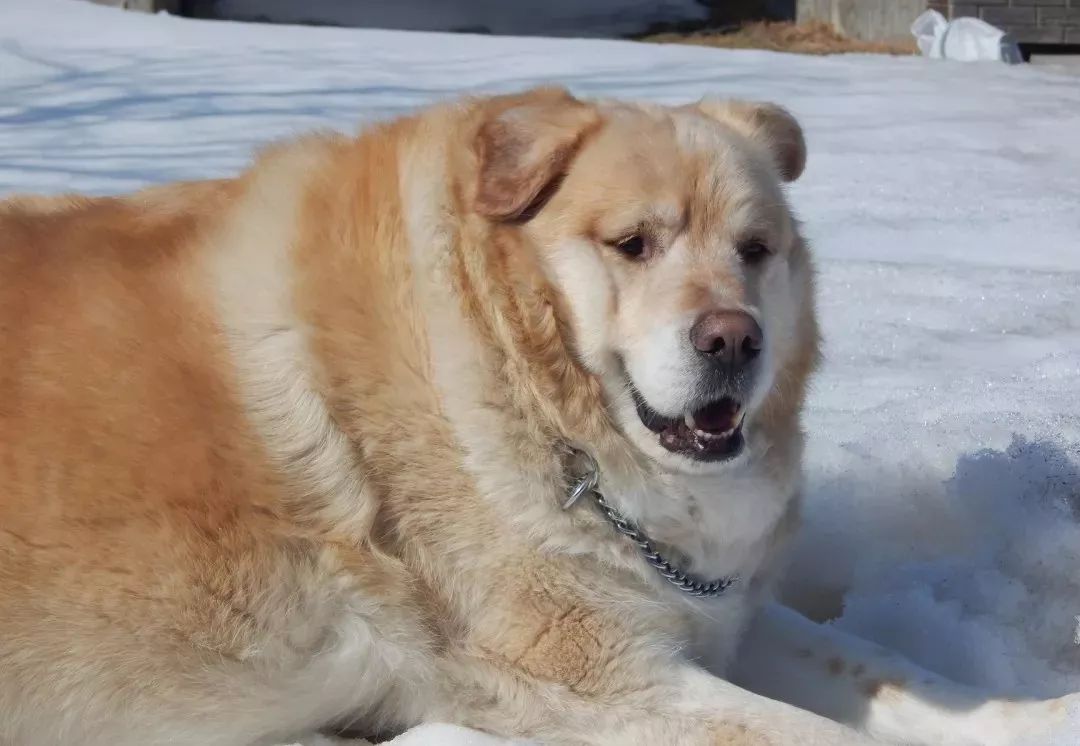 老年犬关节养护吃什么,老年狗狗关节炎怎么治疗最好