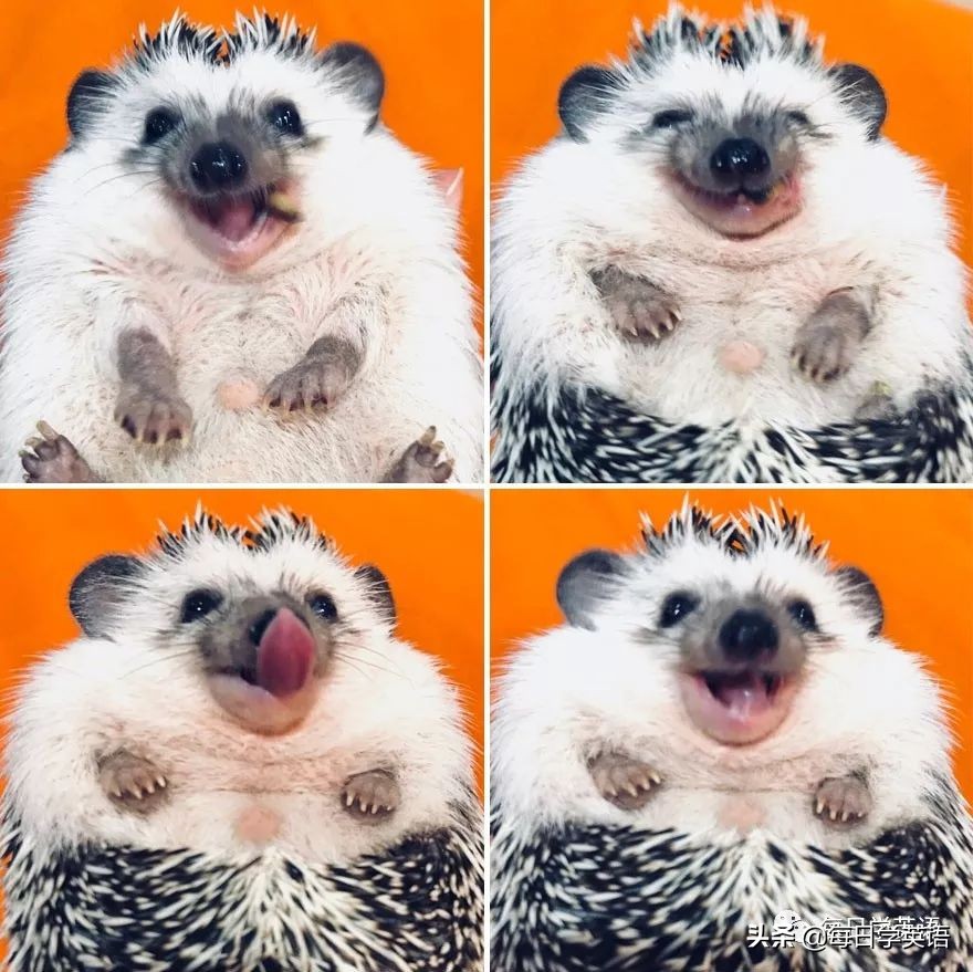 别总是云吸猫了，换一波小刺猬试试~