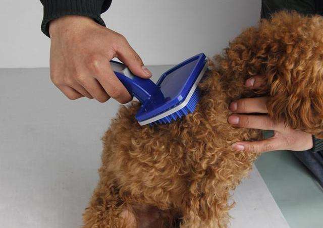 新手养泰迪近期注意事项,新手养泰迪需要注意什么事项