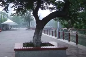 大树移植恢复要几年,大树移植根部的处理