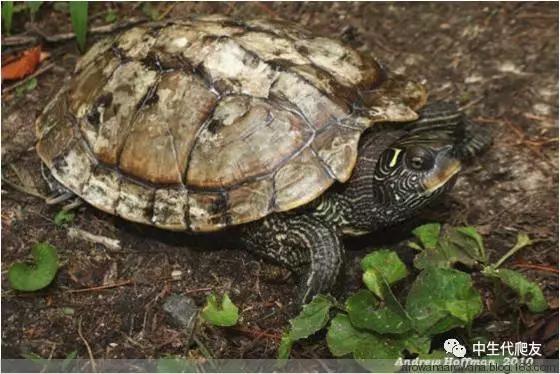 正宗的地图龟,史上最差的地图龟