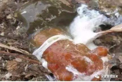 大鸡拉血是怎么回事,鸡拉血是什么原因引起的