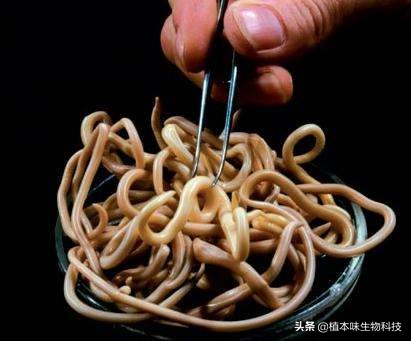 《落花化茶》—蛔虫惧怕的养生茶乌梅甘草茶小朋友的挚爱