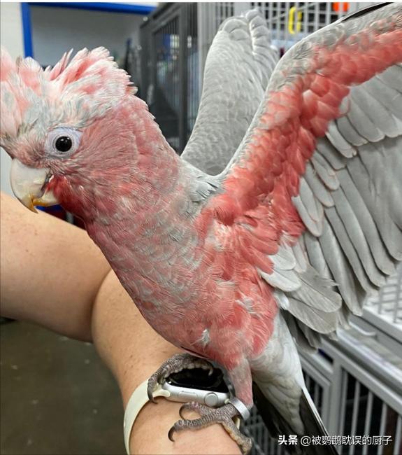 国外宠物店下，看看还有哪些鹦鹉品种，每一只都是价值不菲